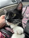 adoptable Cat in castro valley, CA named Kira (& Harley)
