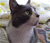 adoptable Cat in castro valley, CA named Bailey