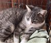 adoptable Cat in valley, AL named Sienna