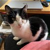 adoptable Cat in castro valley, CA named Breanna
