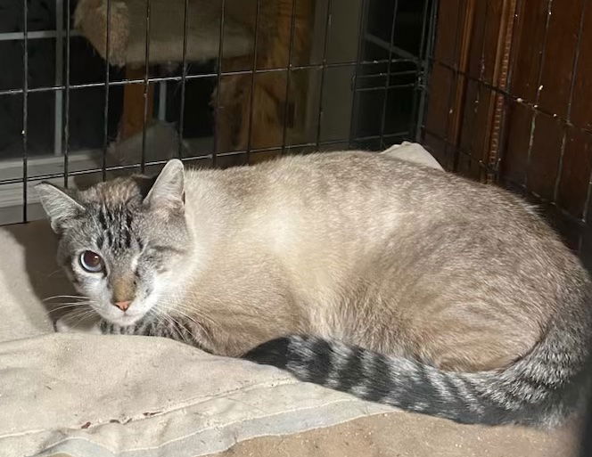 adoptable Cat in Castro Valley, CA named Ben