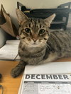 Sweet William - Photo 1