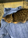 Sweet William - Photo 9