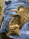 Sweet William - Photo 3