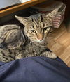 adoptable Cat in  named Sweet William