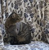 Sweet William - Photo 4