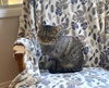 Sweet William - Photo 5