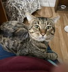 Sweet William - Photo 6