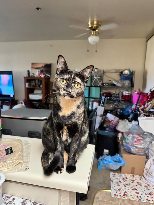 picture of the cat needing adoption