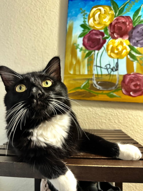 picture of the cat needing adoption