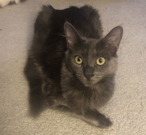 picture of the cat needing adoption