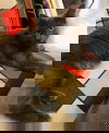 adoptable Cat in  named Birdie (& Angie)