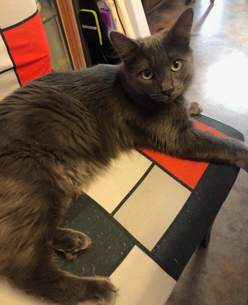 picture of the cat needing adoption