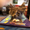 Munchkin (& Sofie) - Photo 3