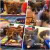 Munchkin (& Sofie) - Photo 4