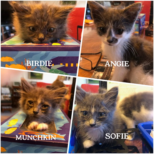 Munchkin (& Sofie)