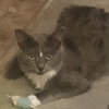 Munchkin (& Sofie) - Photo 1