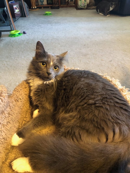 picture of the cat needing adoption
