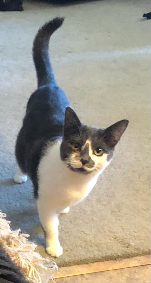picture of the cat needing adoption