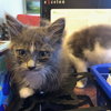 Sofie (& Munchkin) - Photo 3