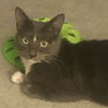 Sofie (& Munchkin) - Photo 2