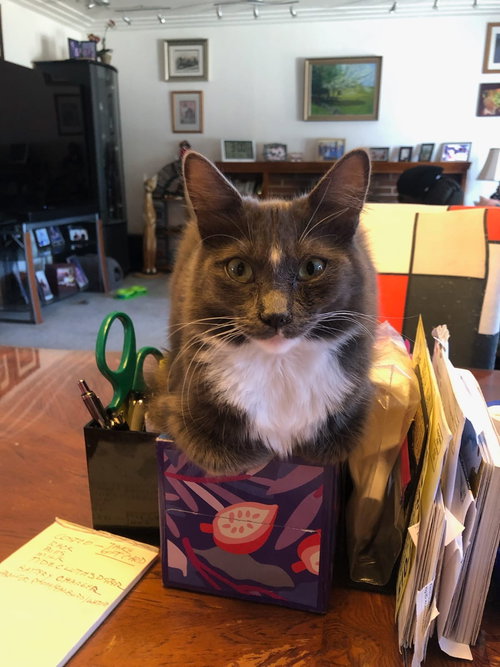 picture of the cat needing adoption