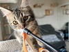 adoptable Cat in  named Fluff (& Etta)
