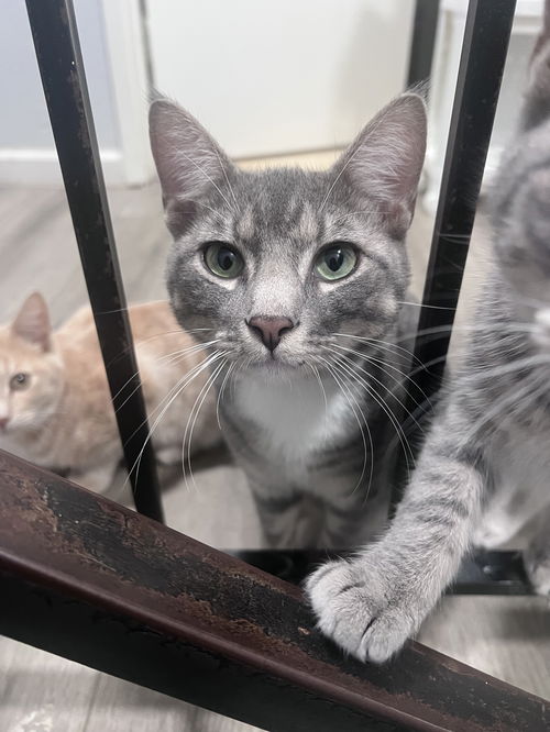 picture of the cat needing adoption