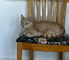 adoptable Cat in  named Skibidi (& Bubbles)
