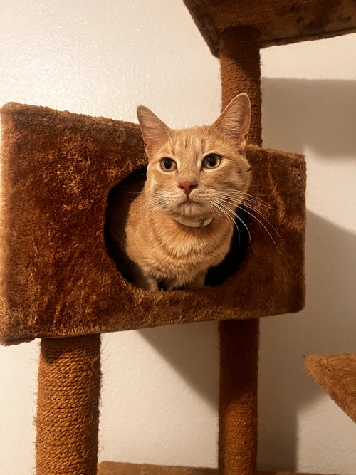 Skibidi (& Bubbles), a cat for adoption from Angus & Friends, Inc