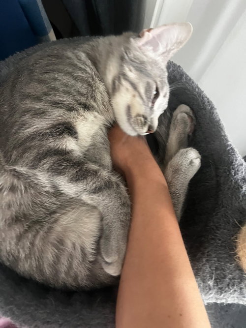 BUBBLES (& SKIBIDI) - Domestic Short Hair available for adoption