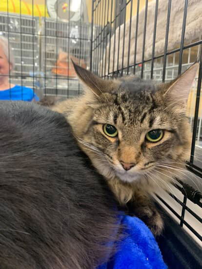 adoptable Cat in Castro Valley, CA named Cooper