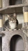 Caspian - Photo 4