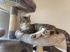 Caspian - Photo 5