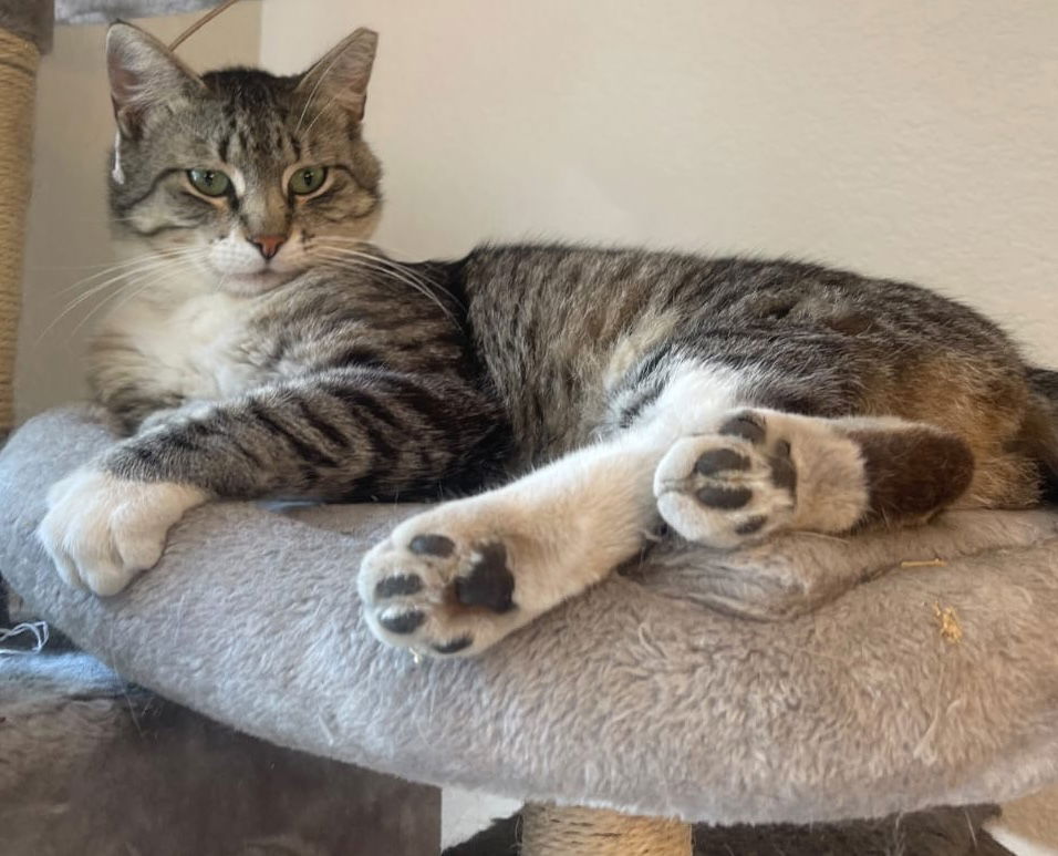 adoptable Cat in Castro Valley, CA named Caspian