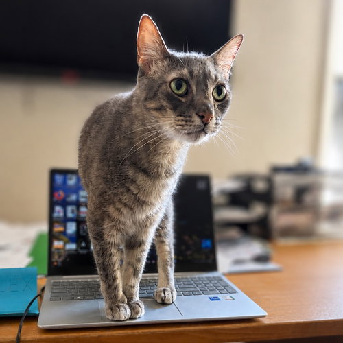 Raider, an adoptable Domestic Short Hair in Castro Valley, CA