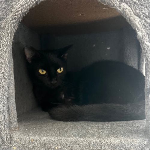 MIESHA (& LUCKY) - Domestic Short Hair available for adoption