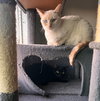 Miesha (& Lucky) - Photo 3