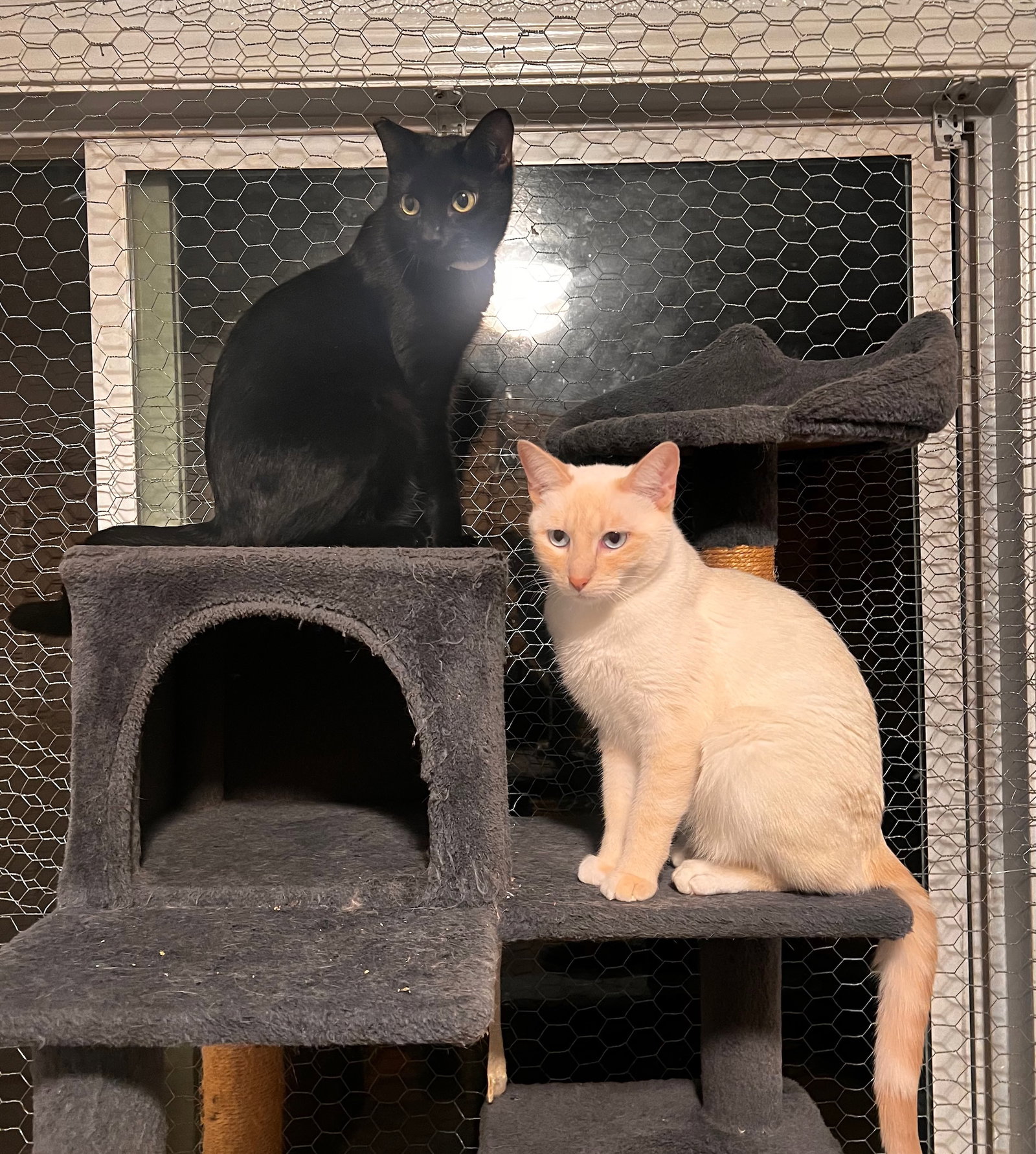 Miesha (& Lucky) Image