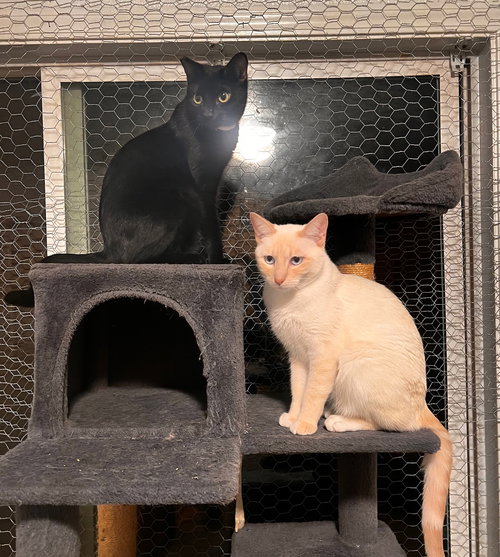 picture of the cat needing adoption