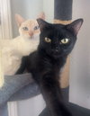 Lucky (& Miesha) - Photo 3