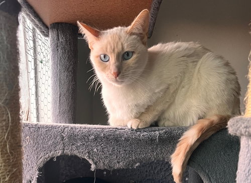 LUCKY (& MIESHA) - Domestic Short Hair available for adoption