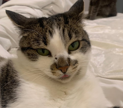 picture of the cat needing adoption