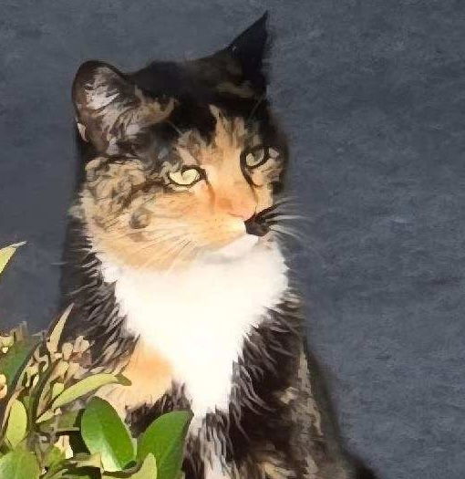 adoptable Cat in Castro Valley, CA named Cali