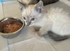 adoptable Cat in  named Misty
