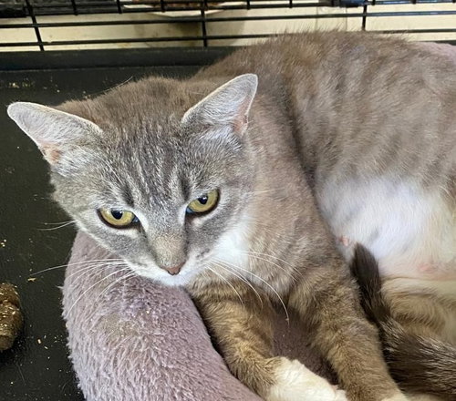 MEREDITH - Domestic Short Hair available for adoption