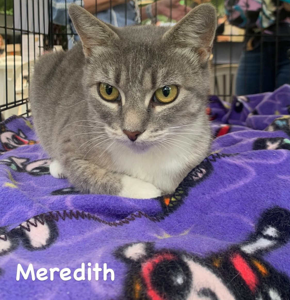Meredith Image