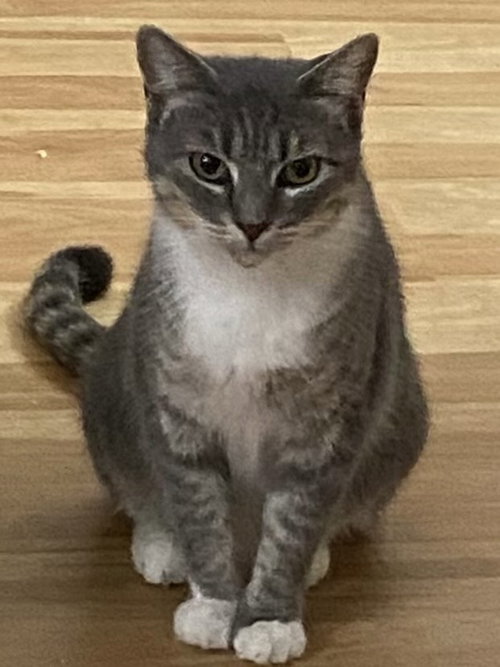 picture of the cat needing adoption
