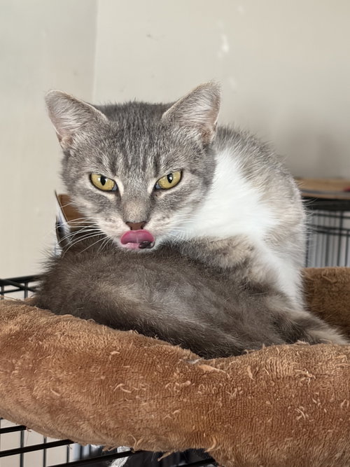 picture of the cat needing adoption