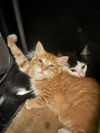 adoptable Cat in  named Heathcliff (& Felix)